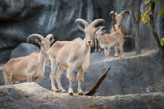 Barbary sheep (Ammotragus lervia) standing on the rock