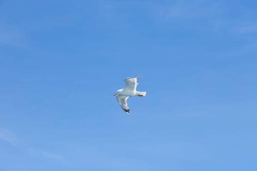 Seagull in the air in front of blue sky