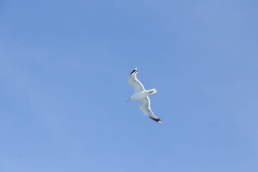 Seagull in the air in front of blue sky