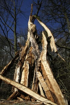Red beech after a storm