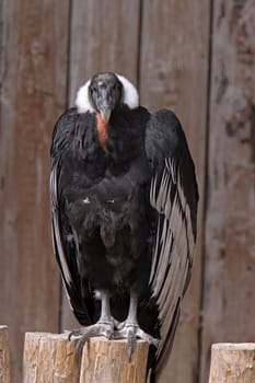 Andean condor