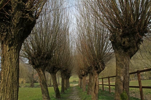 Head willows