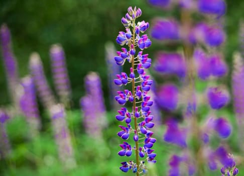 Field of Lupinus (lupin, lupine) near forest in sunny summer day