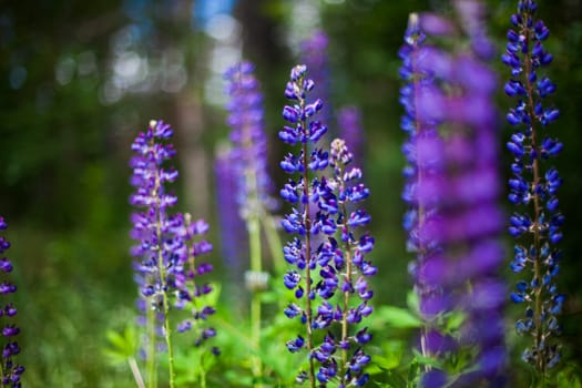 Field of Lupinus (lupin, lupine) near forest in sunny summer day