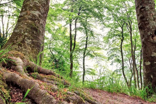 Island of Rügen,forest above the chalk coast