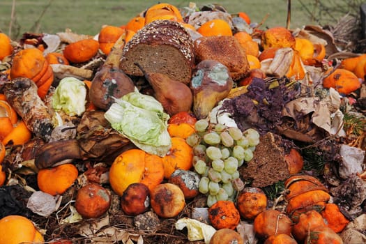 Discarded fruit and bread on the organic waste