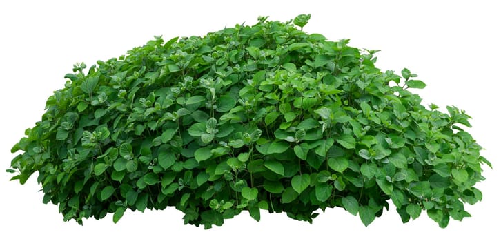Beautiful green fresh ornamental tree isolated on white background