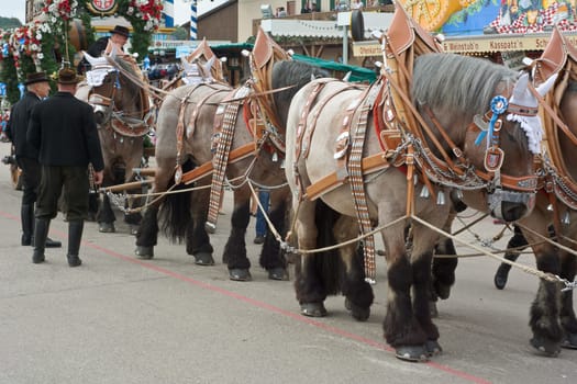 MUNICH, GERMANY – SEPT. 20, 2015: Spatenbrau Beer Carriage Entertaining Crowds at the annual Okotoberfest. The Festival runs from September 19th until October 4th 2015 in Munich, Germany