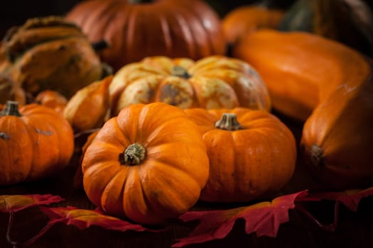 Traditional pumpkins for Thanksgiving and Halloween
