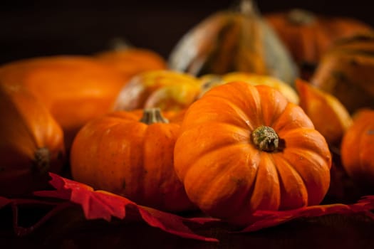 Traditional pumpkins for Thanksgiving and Halloween