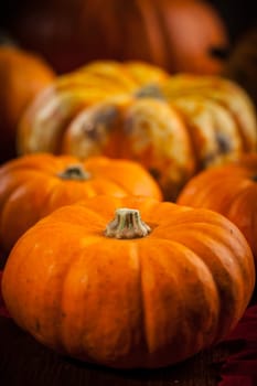 Traditional pumpkins for Thanksgiving and Halloween