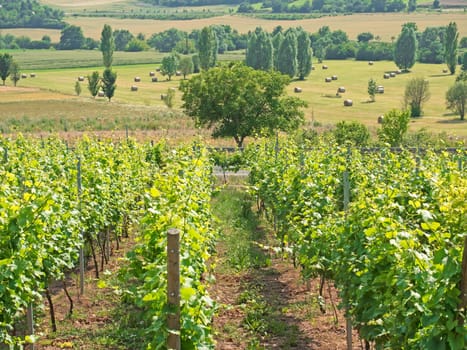 Vines