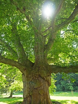 old plane trees