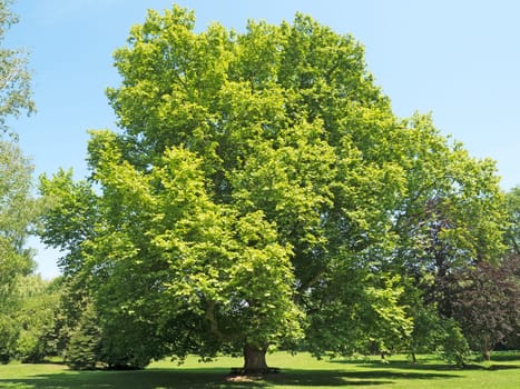 old plane trees