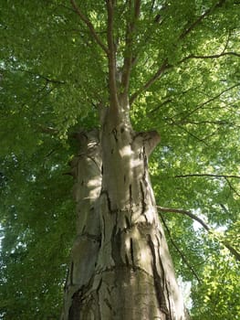 Beech in summer