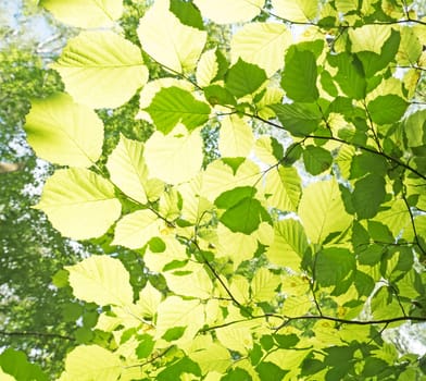 green beech leaves in the backlight