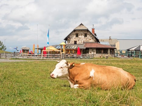 Cow in front of farm