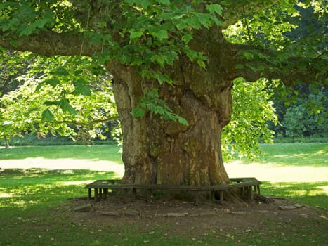 old plane trees