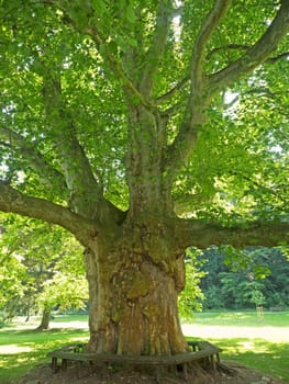 old plane trees