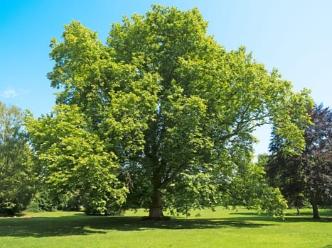 old plane trees
