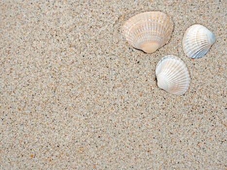 Mussels on the beach