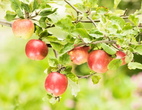 Apples on the tree