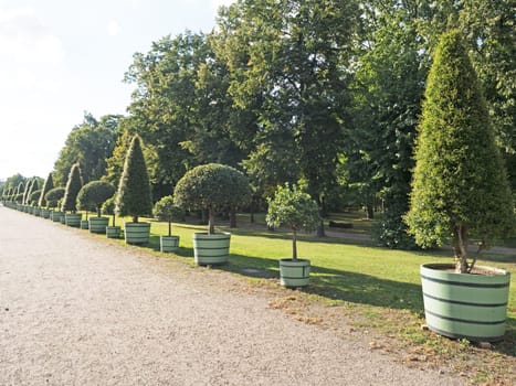Potted plants in diagonal row