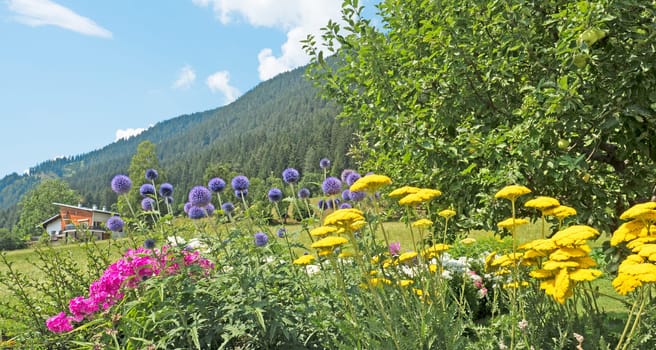 Flower garden in summer