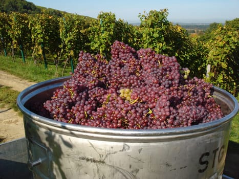 The harvest is also called autumn. In South Tyrol,people also speak of Törggelen