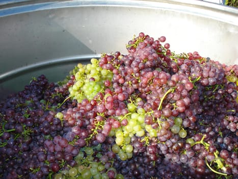 The harvest is also called autumn. In South Tyrol,people also speak of Törggelen