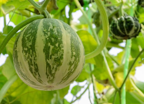 Pumpkin or Ornamental gourd on its tree