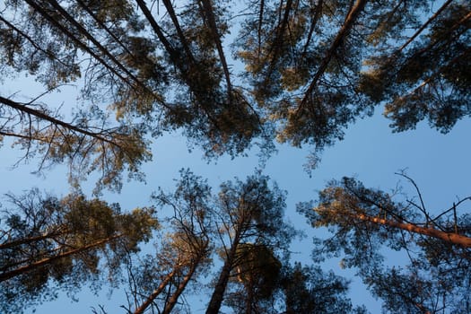 Opening of blue sky between pine trees branches in Lithuania forest