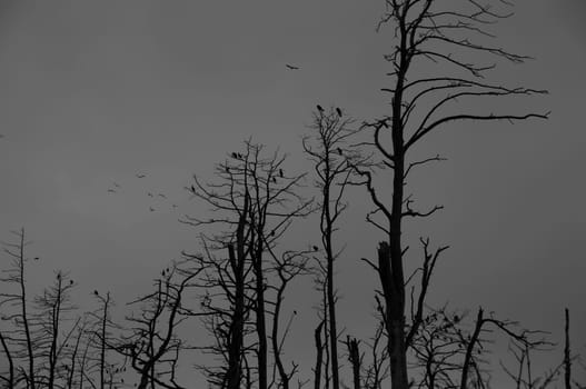 Silhoute of a cormorants in dead trees. Spooky scene
