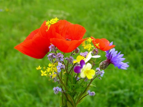 Summer field of red poppies and wild flowers