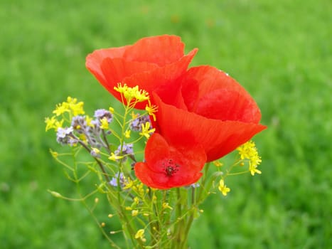 Summer field of red poppies and wild flowers