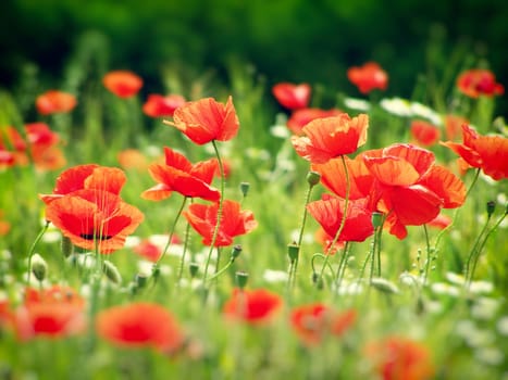 Summer field of red poppies and wild flowers