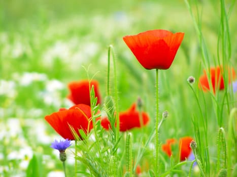 Summer field of red poppies and wild flowers