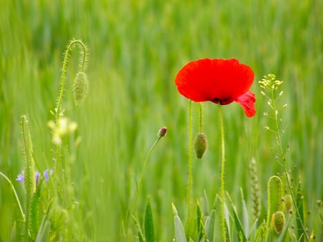Summer field of red poppies and wild flowers