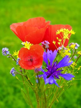 Summer field of red poppies and wild flowers