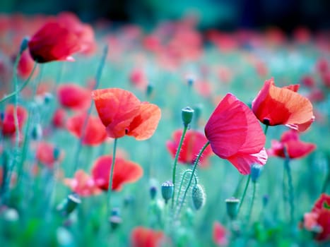 Summer field of red poppies and wild flowers