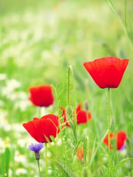 Summer field of red poppies and wild flowers