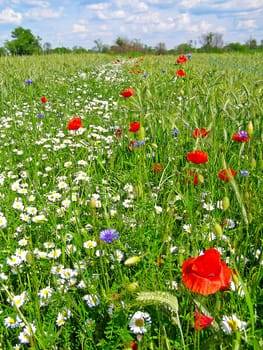 Summer field of red poppies and wild flowers