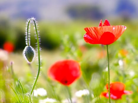 Summer field of red poppies and wild flowers
