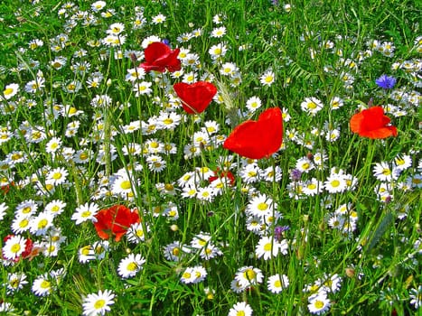 Summer field of red poppies and wild flowers