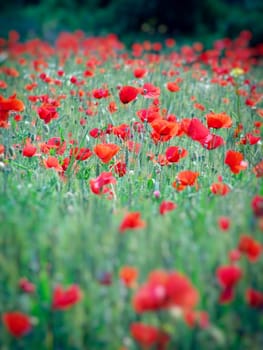 Summer field of red poppies and wild flowers