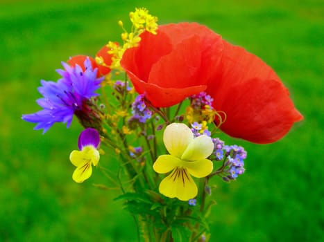 Summer field of red poppies and wild flowers