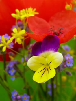 Summer field of red poppies and wild flowers