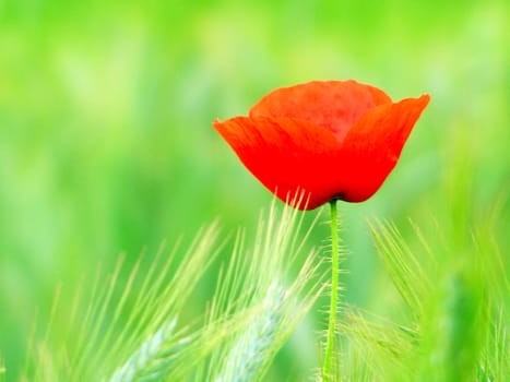Summer field of red poppies and wild flowers