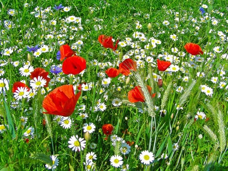 Summer field of red poppies and wild flowers