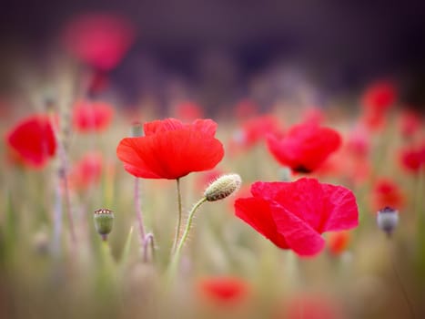 Summer field of red poppies and wild flowers